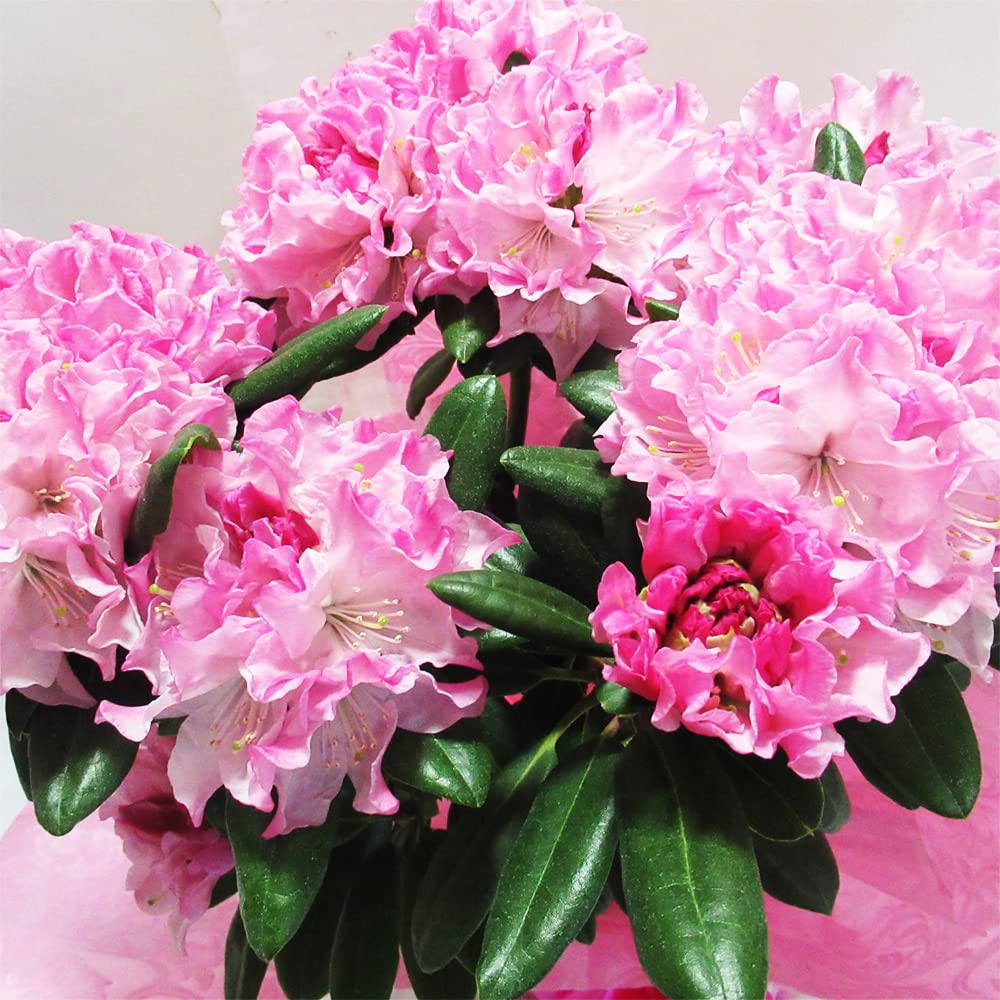 Amazon.co.jp: 【蕾付き】 西洋シャクナゲ 【 ウェディングブーケ 】苗