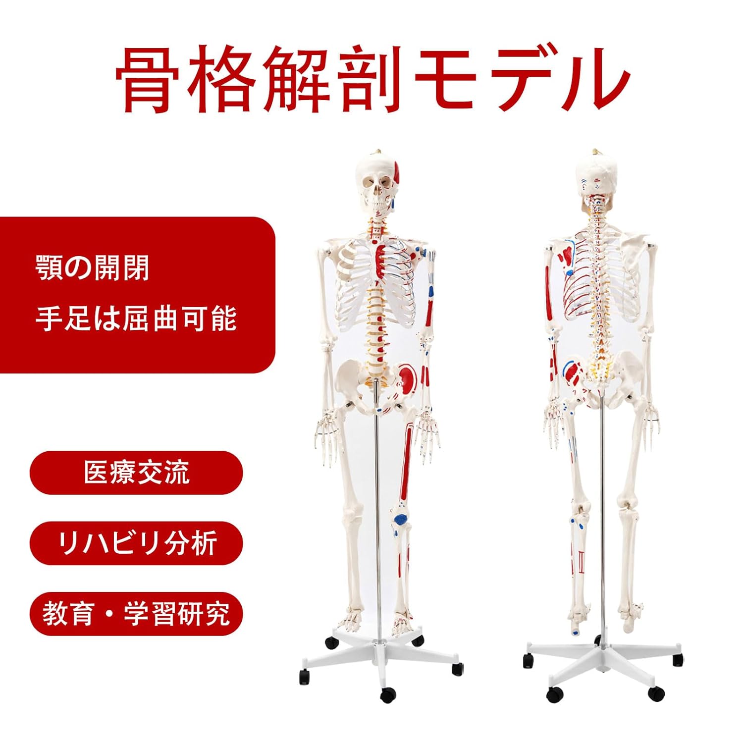 等身大 人体骨格標本 170cm 神経根有り 靭帯付き 筋肉起始停止色表示型