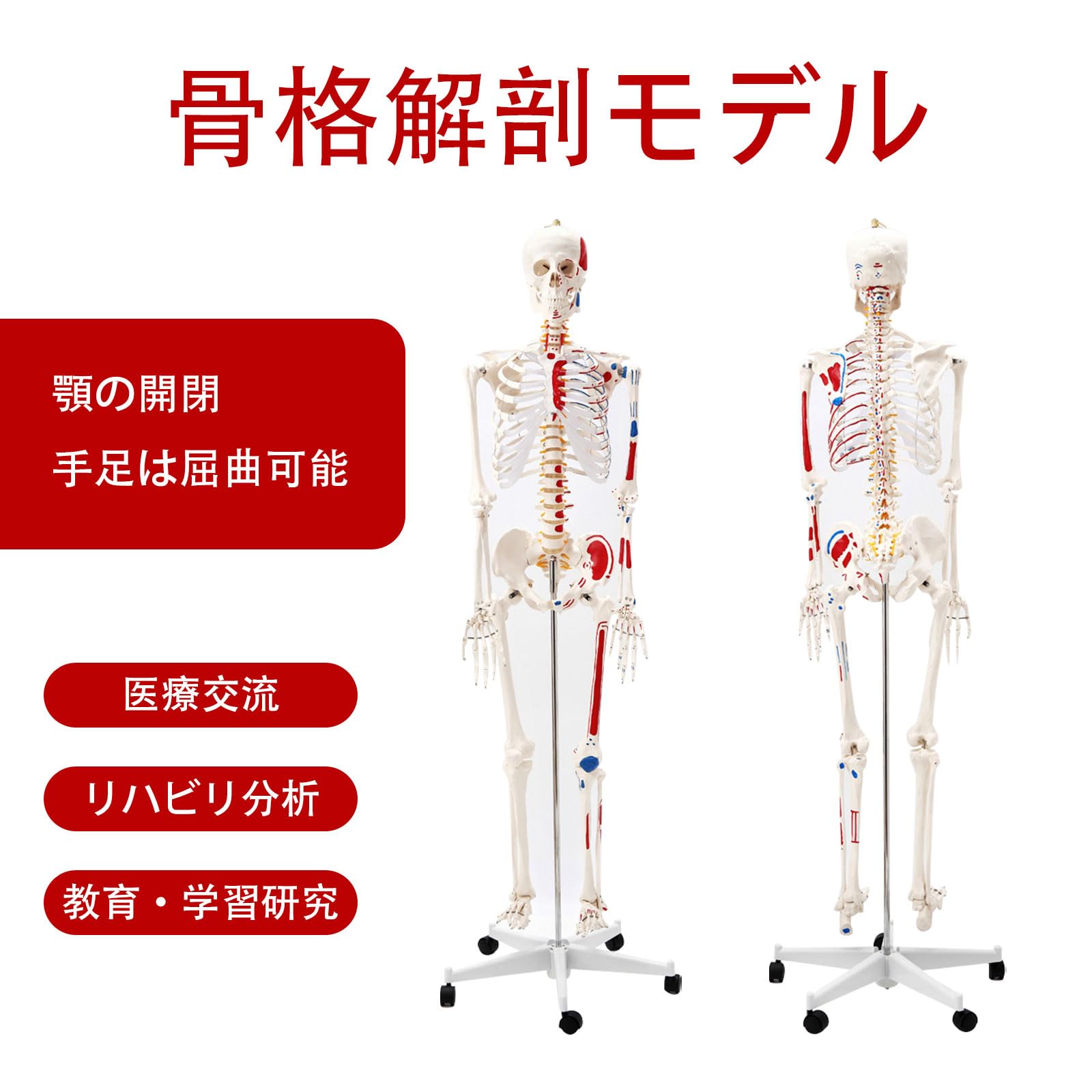 Amazon.co.jp: 等身大 人体骨格モデル 170cm 神経根有り 靭帯付き 筋肉
