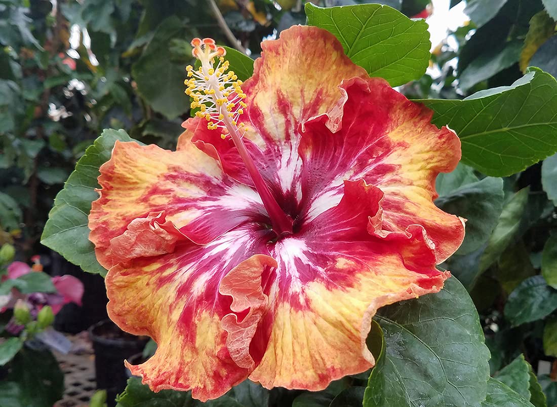 Nursery Live Rare Hybrid Hibiscus (Code NLH08) Live Plant in Polybag (B09FHFZ4Y5) Amazon Price History, Amazon Price Tracker