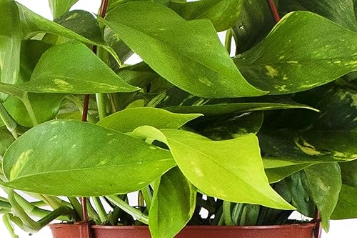 Miniatura 2 de Shop Succulents Golden Pothos - Planta colgante, planta de interior viva, planta de interior colgante de hiedra de fácil cuidado, planta