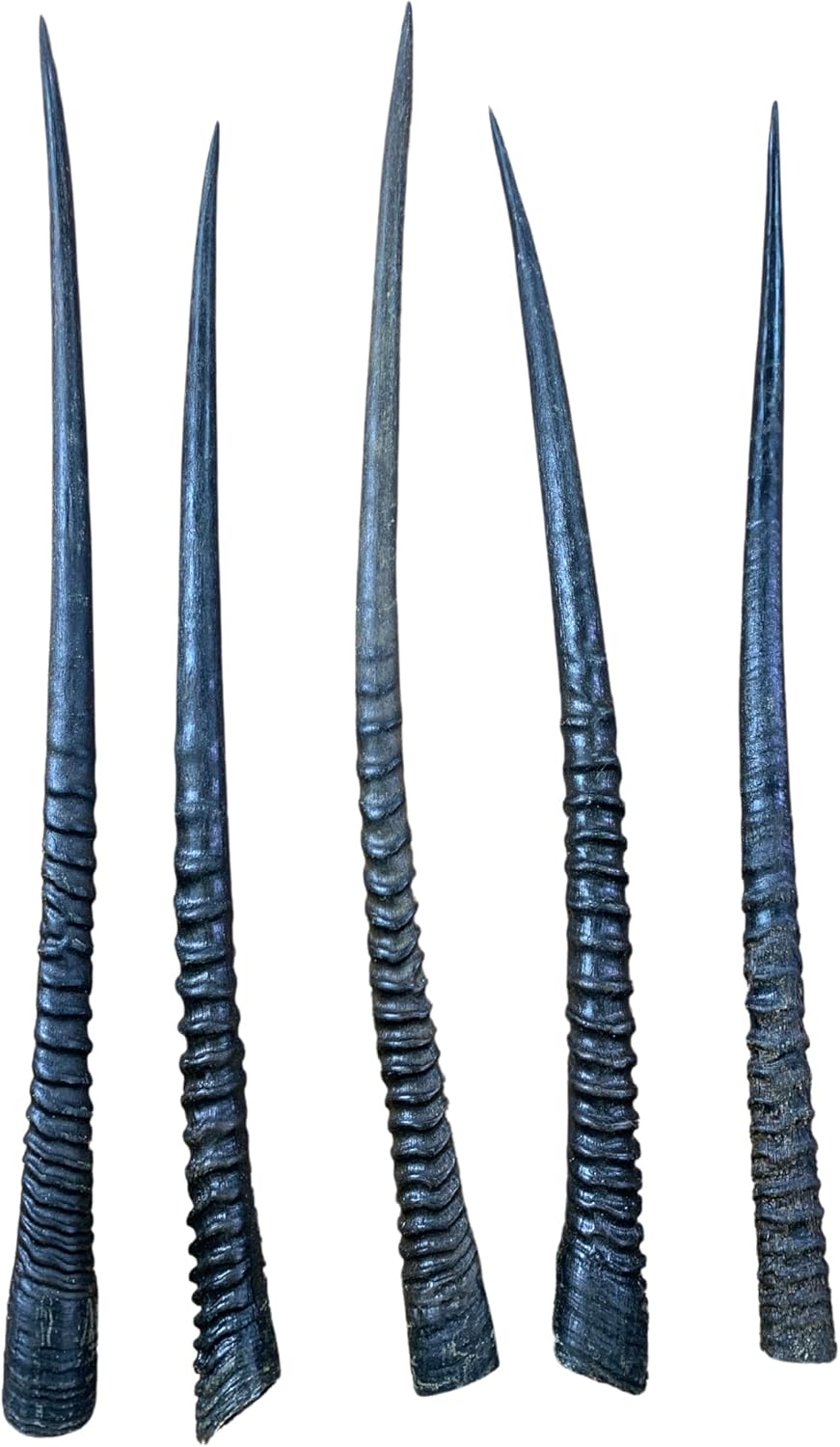 Real Oryx Antelope Horn - Average size 32" Long