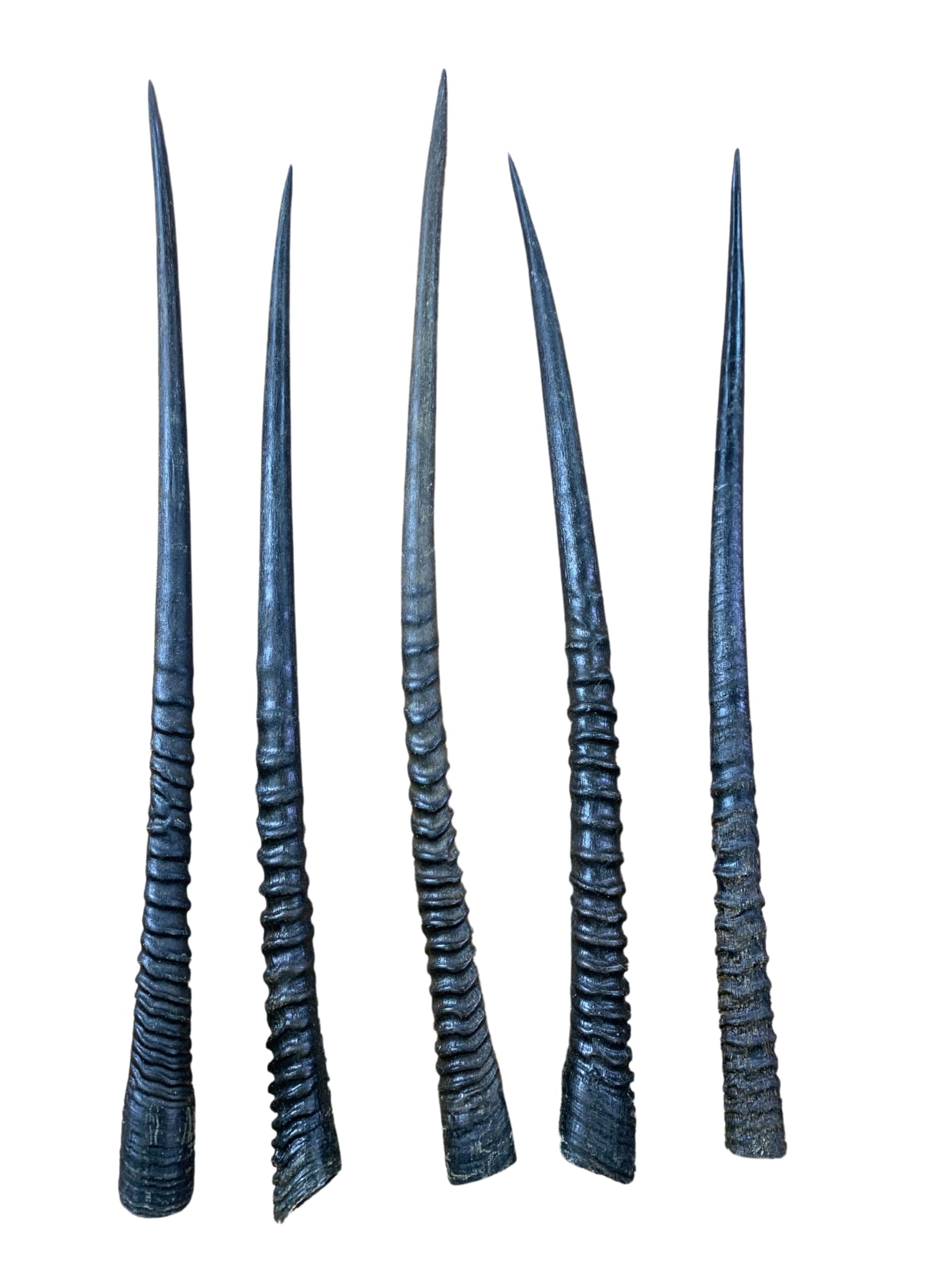 Real Oryx Antelope Horn - Average size 32