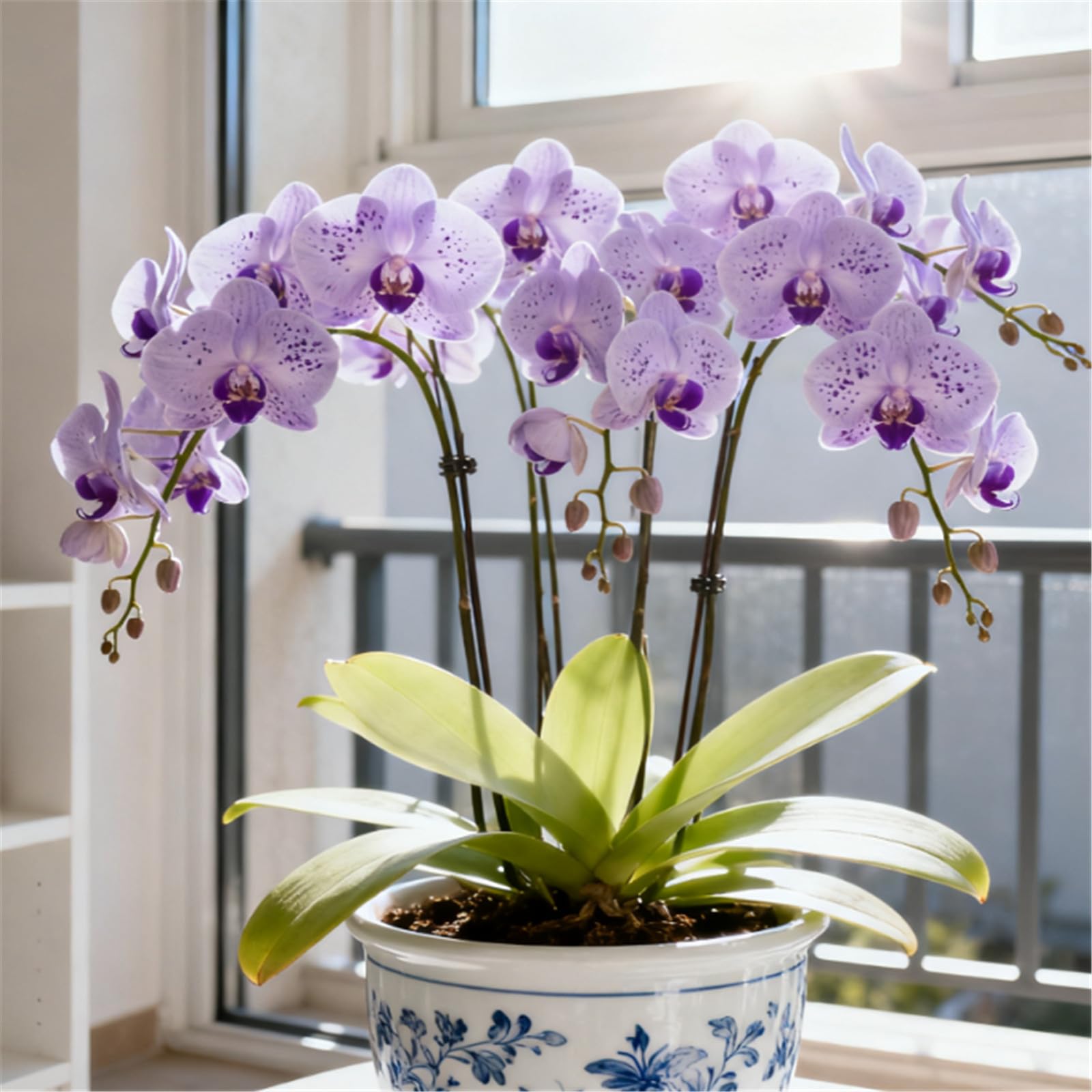 Rare Variety - Cold-Hardy Perennial Cymbidium Orchid - Cymbidium Orchid Rhizome - Desktop and windowsill Decoration/That Grow Fast/Golden Jade Carving/Garden-3 Roots-A