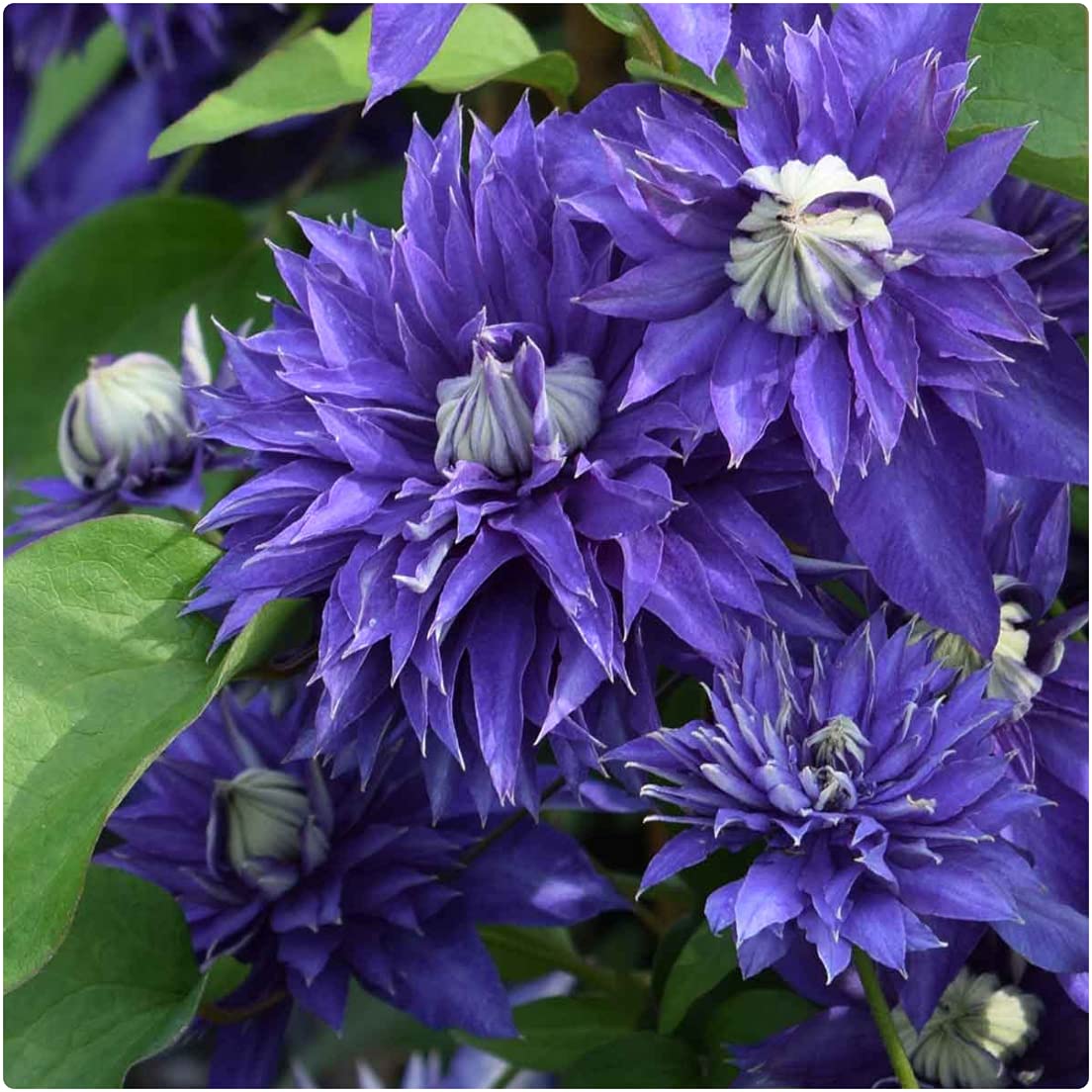 Clematis Hybrid 'Multi Blue' X 3 Large Plug Plants for Potting on by Growtanical