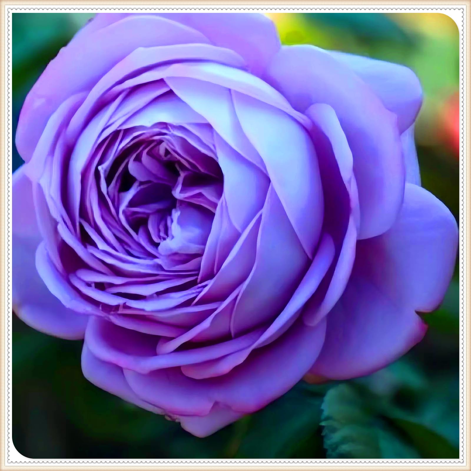Perennial,Gorgeous Rose Bulbs, Hardy, Professional for Beautiful Garden Displays-1 Bulb-J