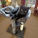 Tour de l'arbre de chat avec perche supérieure pour les grands chats intérieurs, poste d'éraflement de chat Tall avec 54x40cm Grand lit pour grands chats, housse amovible, scratcher de chat sisal épais avec hamac doux, gris, L
