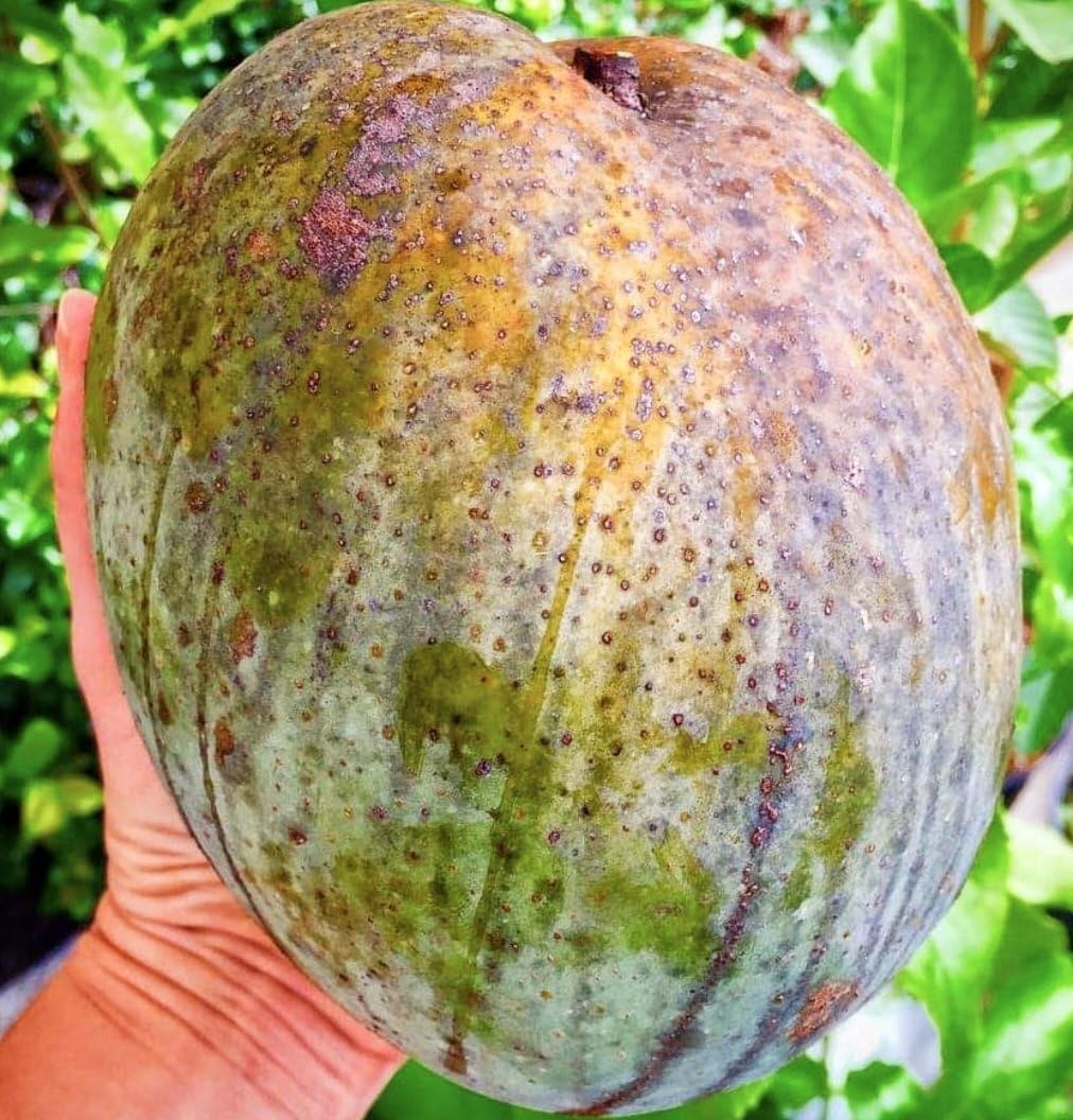 ONLINE PLANT BAZAR BRUNEI KING/4KG MANGO GRAFTED LIVE PLANT-B1 (B0CBQKLRJW) Amazon Price History, Amazon Price Tracker