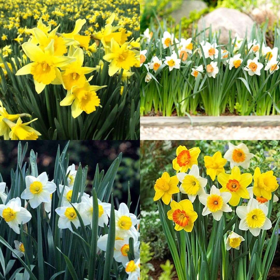 Daffodil Plants Bulb || pack of 5-image-27