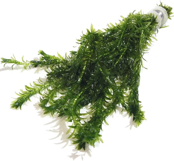 10 ELODEA DENSA Oxygenating Weed Live Pond Plant Water Aquarium Aquatic Plants Egeria K2aqua - 3