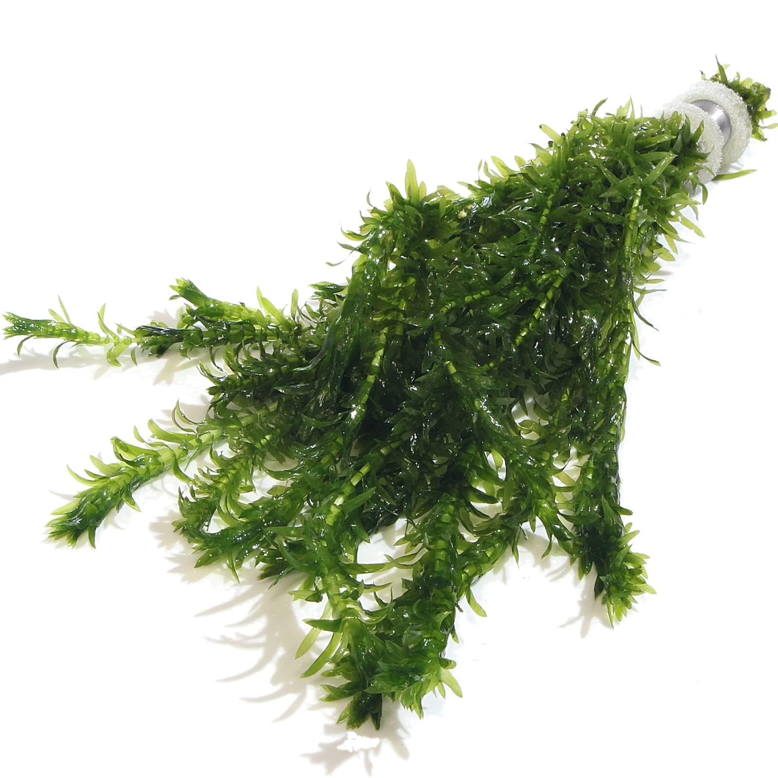 10 ELODEA DENSA Oxygenating Weed Live Pond Plant Water Aquarium Aquatic Plants Egeria K2aqua — view 3