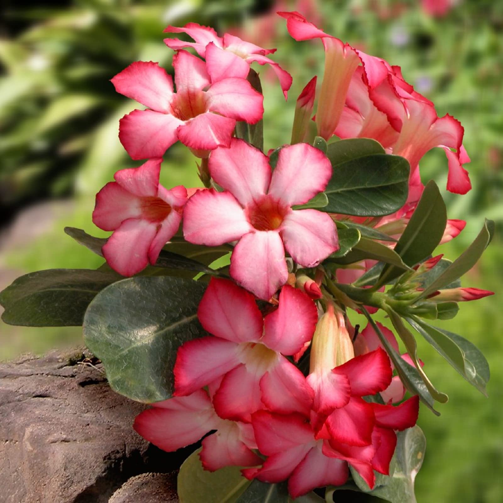 Desert Rose Plant Live, Plants/Rhizome/Ornamental/Resistant/Bedding/Desert Rose Bulbs, Desert Rose Strong Plan, Desert Rose Easy to Plant, Suitable, Gorgeous, Desert Rose Plant Bulbs,-3Bulbs-F