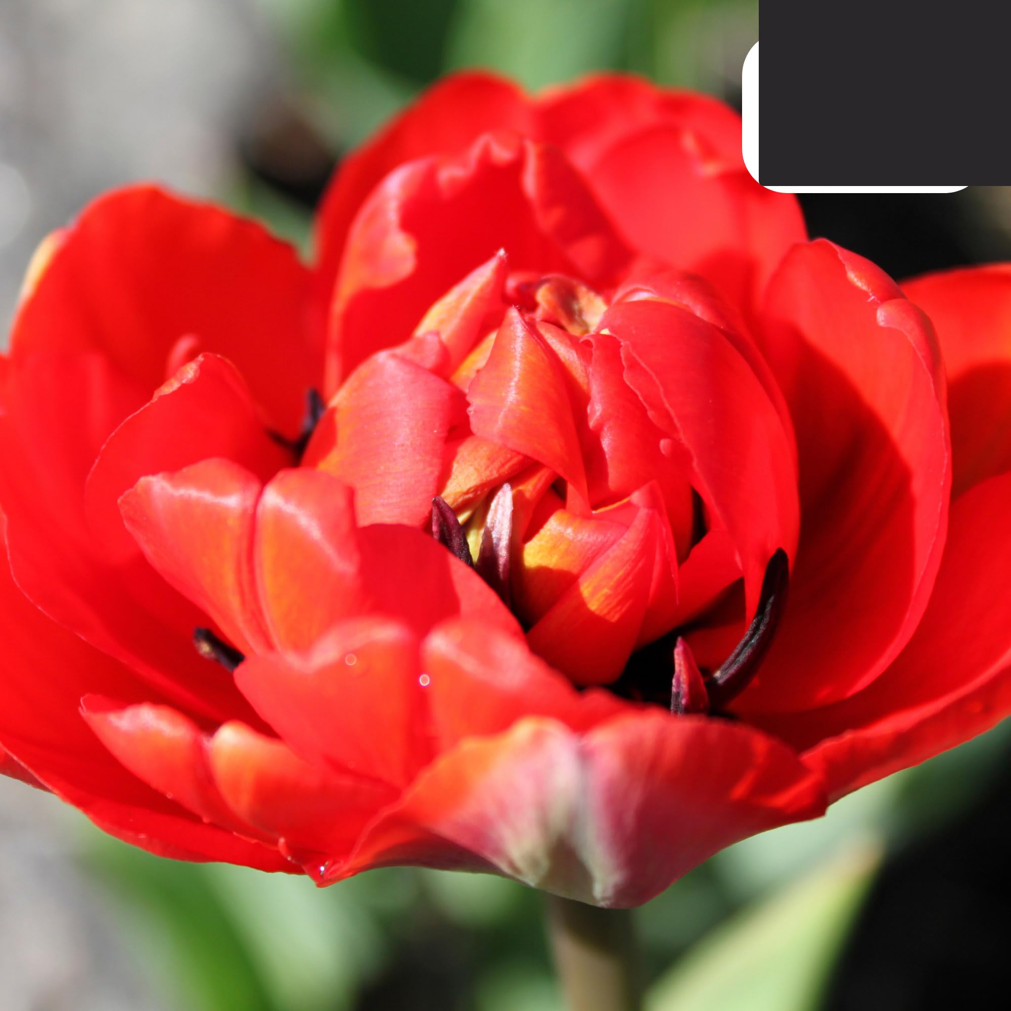 Bulbos de tulipán 'Bombastic Red' | 20 Piezas | Tulipán Peonía Roja - 30-50cm - Ø5cm - bulbo de flor - Planta de jardín