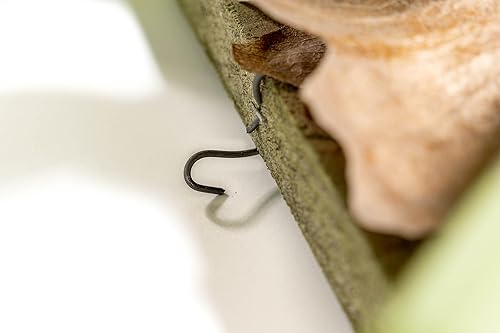 Miniatura 4 de Air Plant Shop Helecho cuerno de ciervo montado en una tabla de cedro - al por mayor y a granel - Live Platycerium bifurcatum - Plantas de interior