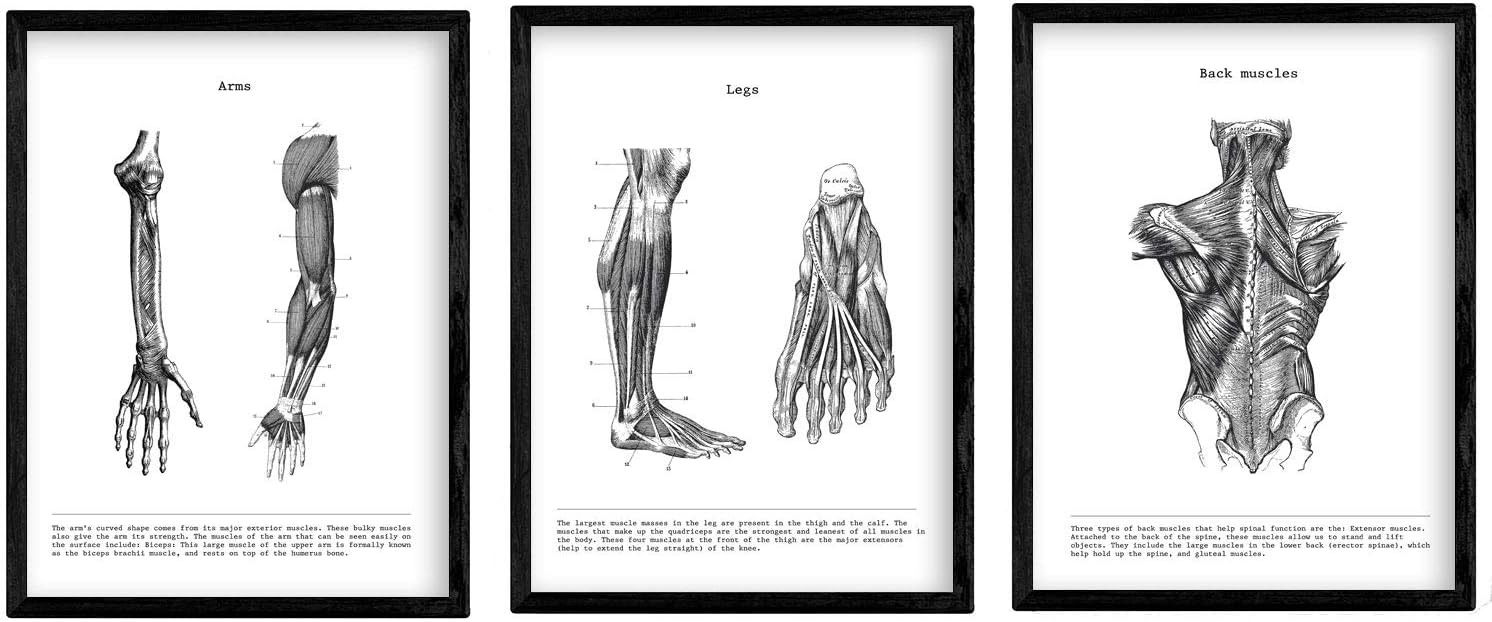 nacnic Prints  Human Body Anatomy - Set of 1 - Unframed 11x17 inch Size - 250g Paper - Beautiful Poster Painting for Home Office Living Room