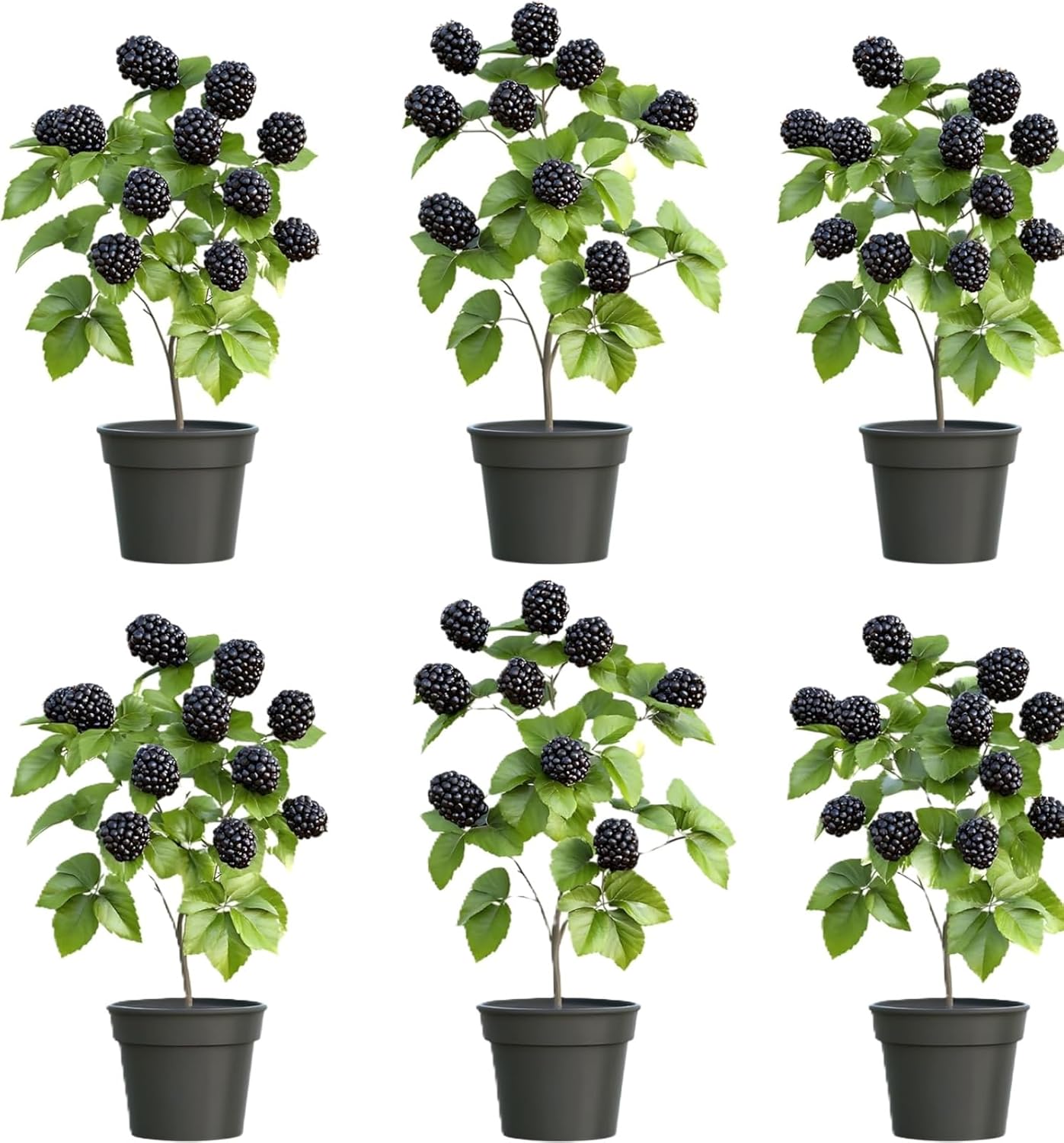 6 Thornless BlackBerry Plants for Growing - Healthy and Well Rooted, Ships Bare Root - Cold Hardy, High-Yield Harvest - Sweet, Juicy, Large Berries – Easy-Grow, Everbearing Fruit Plants