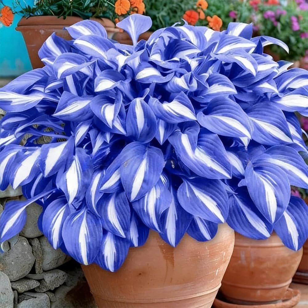 Rate Hosta 200+ Midnight Blue Hosta Seeds Shade Loving Perennial Foliage Plant for ...