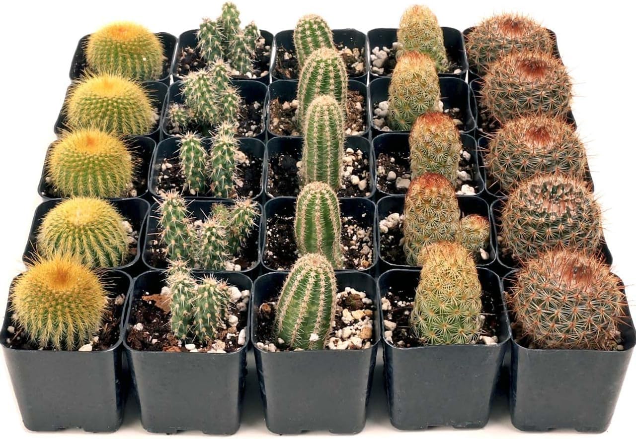 Mountain Crest Gardens Cactus Bulk Pack - 25 Live Plants, 5 of Each Variety, Rooted in 2 Inch Pots - Real Cacti for DIY Arrangements, Displays & Desert-Themed Décor