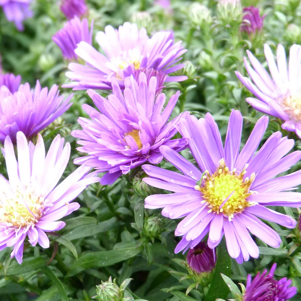 Aster dumosus Samoa Symphyotrichum Novi belfii Samoa Hardy Perennial Herbaceous Purple Blue Flowers Golden Eyes Attracts Wildlife Low Maintenance 1 x 1 Litre Pot by Thompson and Morgan