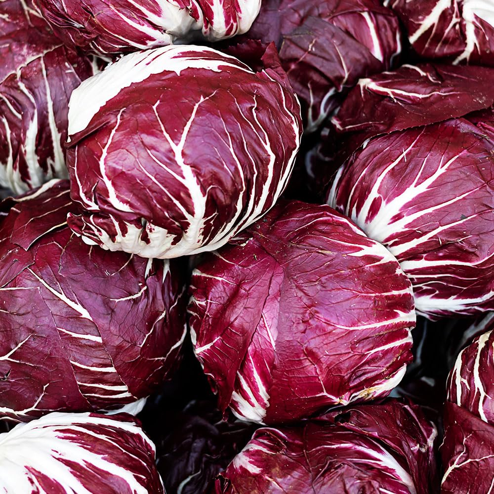 Leaf Chicory Seeds – Palla Rossa Sel. “Pagoda” – Deep Red, Tightly Wrapped Winter Heads – Hardy, Mid-Late Variety – Ideal for Salads & Cooking