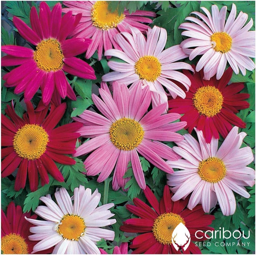 Caribou Seed Company Perennial CHRYSANTHEMUM 'Pyrethrum Daisy