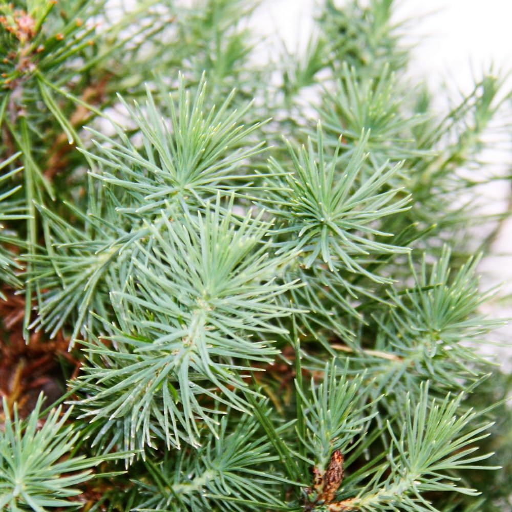 Bonsai - Pinus halepensis - Aleppo-Kiefer - ca. 7-8 Jahre alt - 16cm Schale