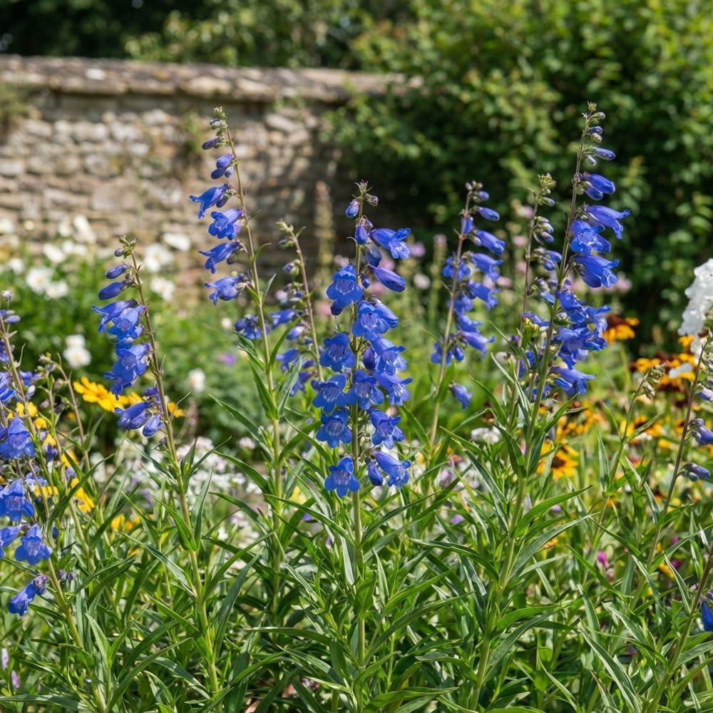 Bedwen Penstemon 'Electric Blue' Plug Plant x4 – Shrubby Perennial with Intense Sky-Blue Flowers