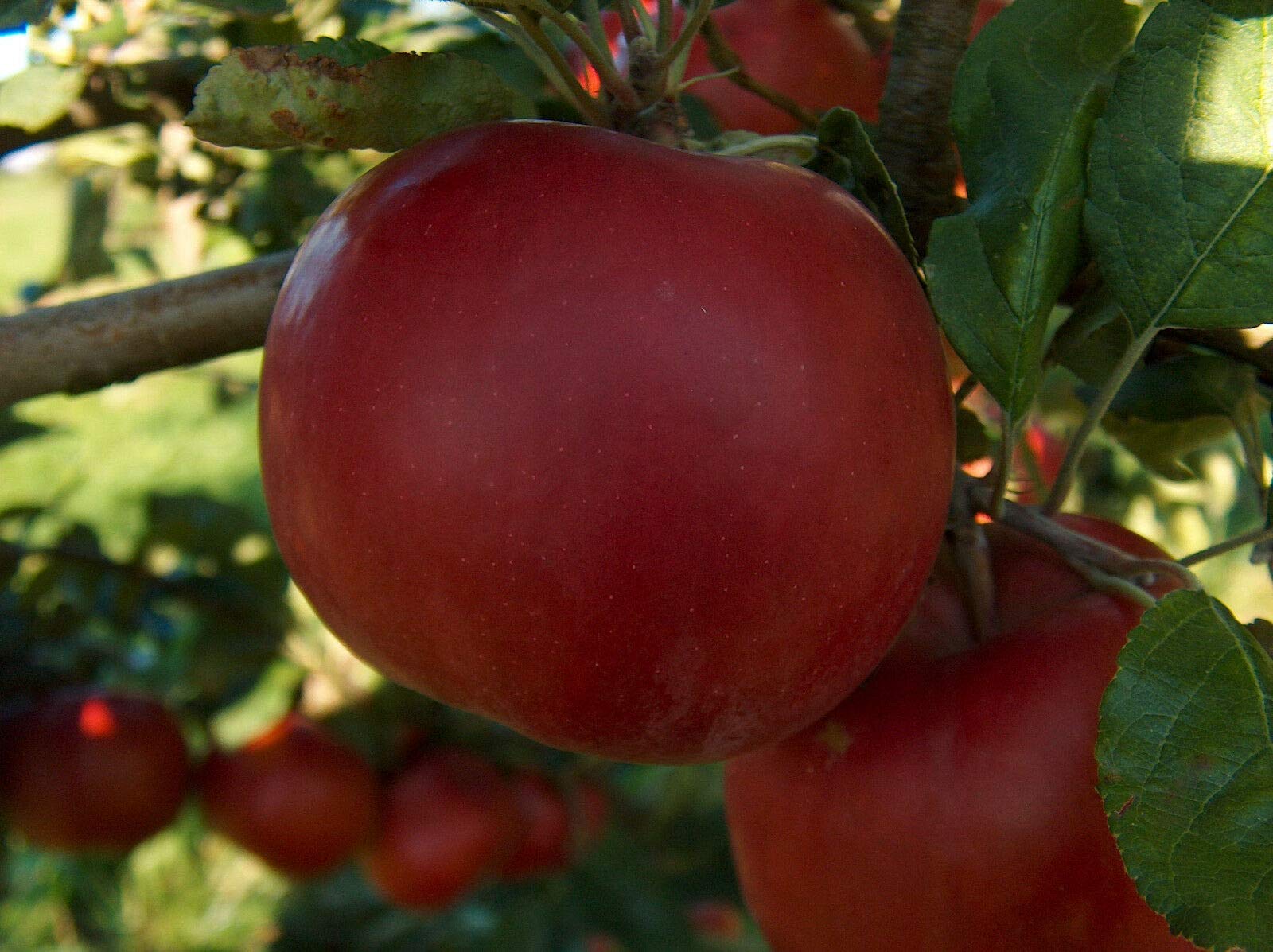 McIntosh Apple Tree