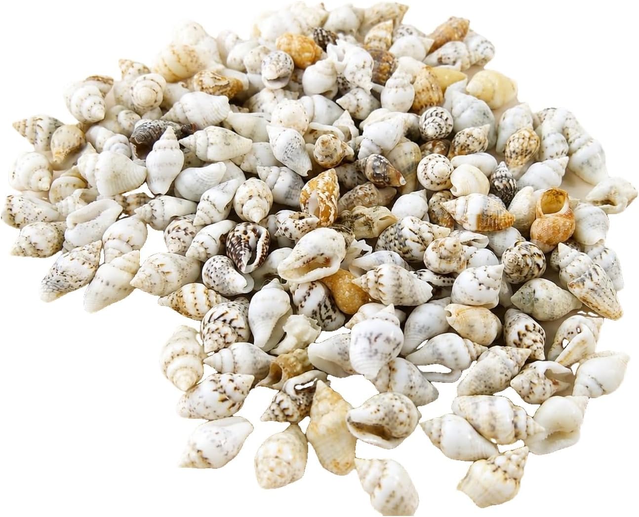Natural Decorative Small Sea Shells (100 g) (Assorted White Cream) for Jewellery Making