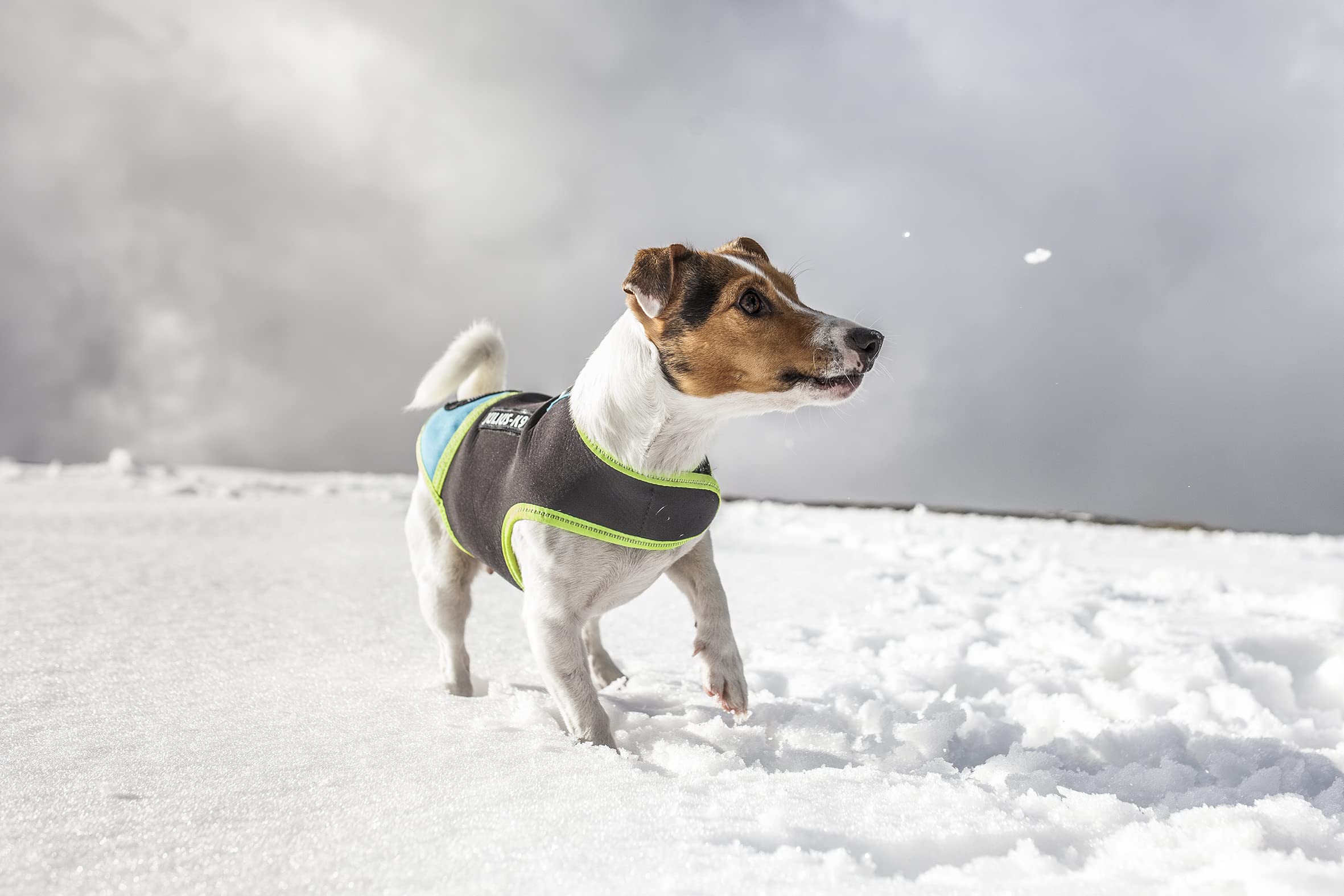 JULIUS K-9 IDC Hundegeschirr Größe S - Schwarz-Gelbes Neopren Geschirr Mit Reflektierenden Elementen