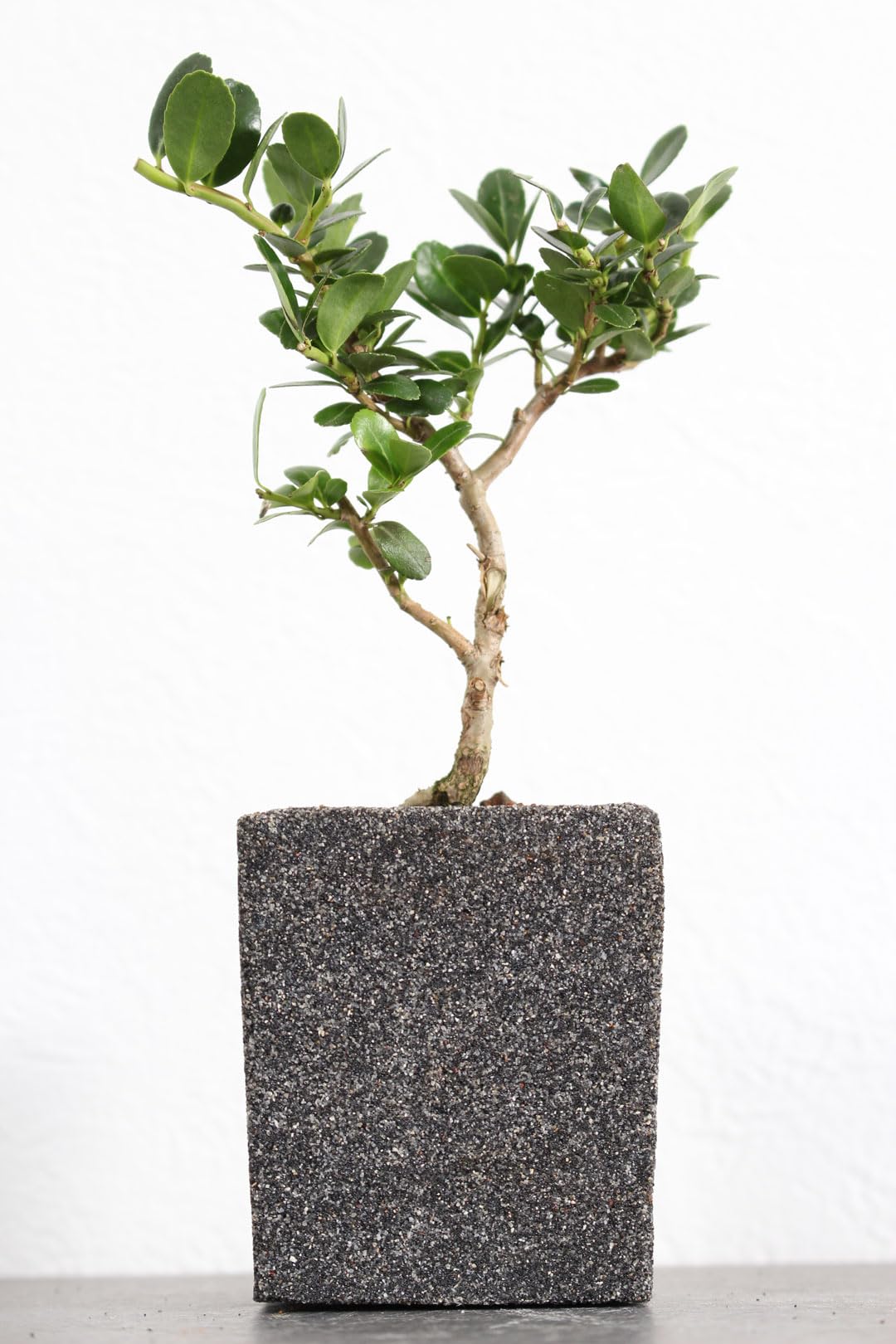 Amazon｜盆栽 雲竜ツゲ 3号 陶器 受け皿付き【観葉植物 塊根植物