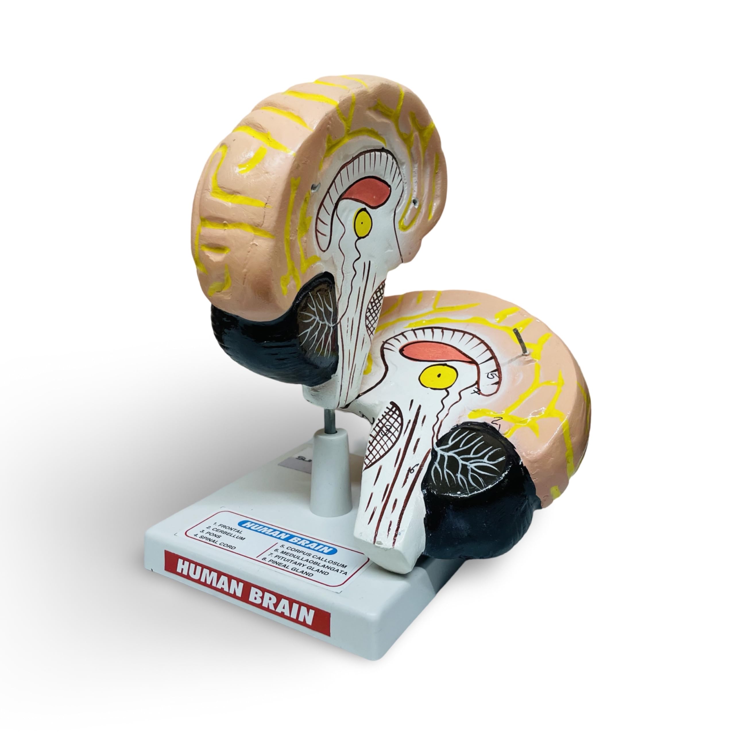 Sunlix Human Brain Model - Anatomy Learning Tool for Students & Teachers - 2 Parts Dissectible Brain Model (B0DBVV9YNM) Amazon Price History, Amazon Price Tracker