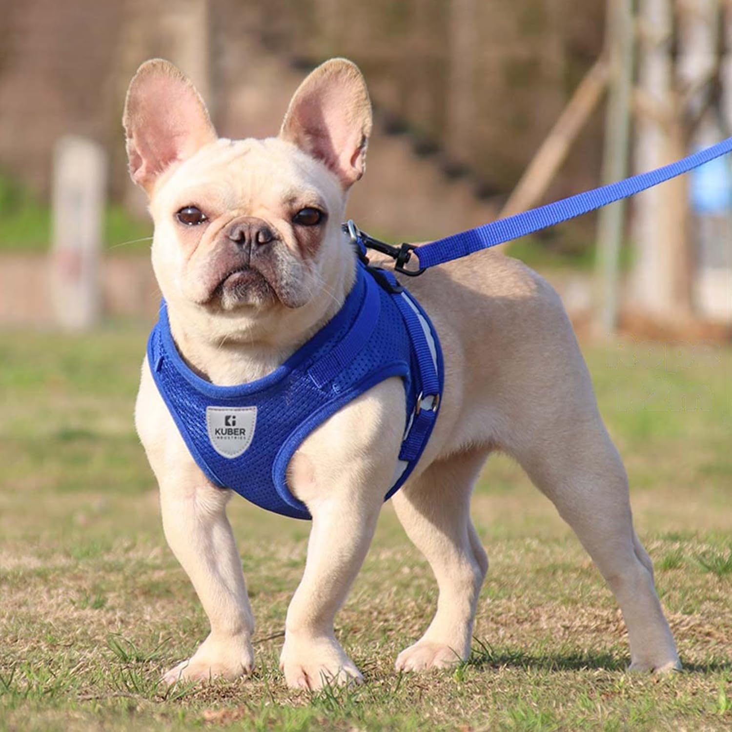 Kuber Industries Dog Harness With Adjustable Leash|Breathable Polyester Mesh Fabric |XS Size|HT-844|Comfortable No-Pull Grip|Quick Release Buckles|Blue (B0CJ5B8RY8) Amazon Price History, Amazon Price Tracker