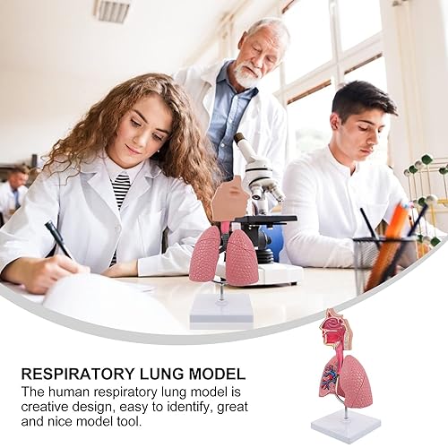 Miniatura 8 de Modelo 4D, modelo de pulmón respiratorio enseñanza con cabeza y pulmones, herramientas prácticas de estudio de modelos 3D para estudiantes de