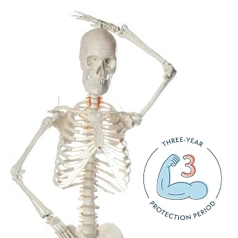 Axis Scientific Flexible Life-Size Human Skeleton, 5'6, 206 Bones, Poseable Spine and Joints, Rolling Stand, Dust Cover, Study Booklet and Numbering Guide Included