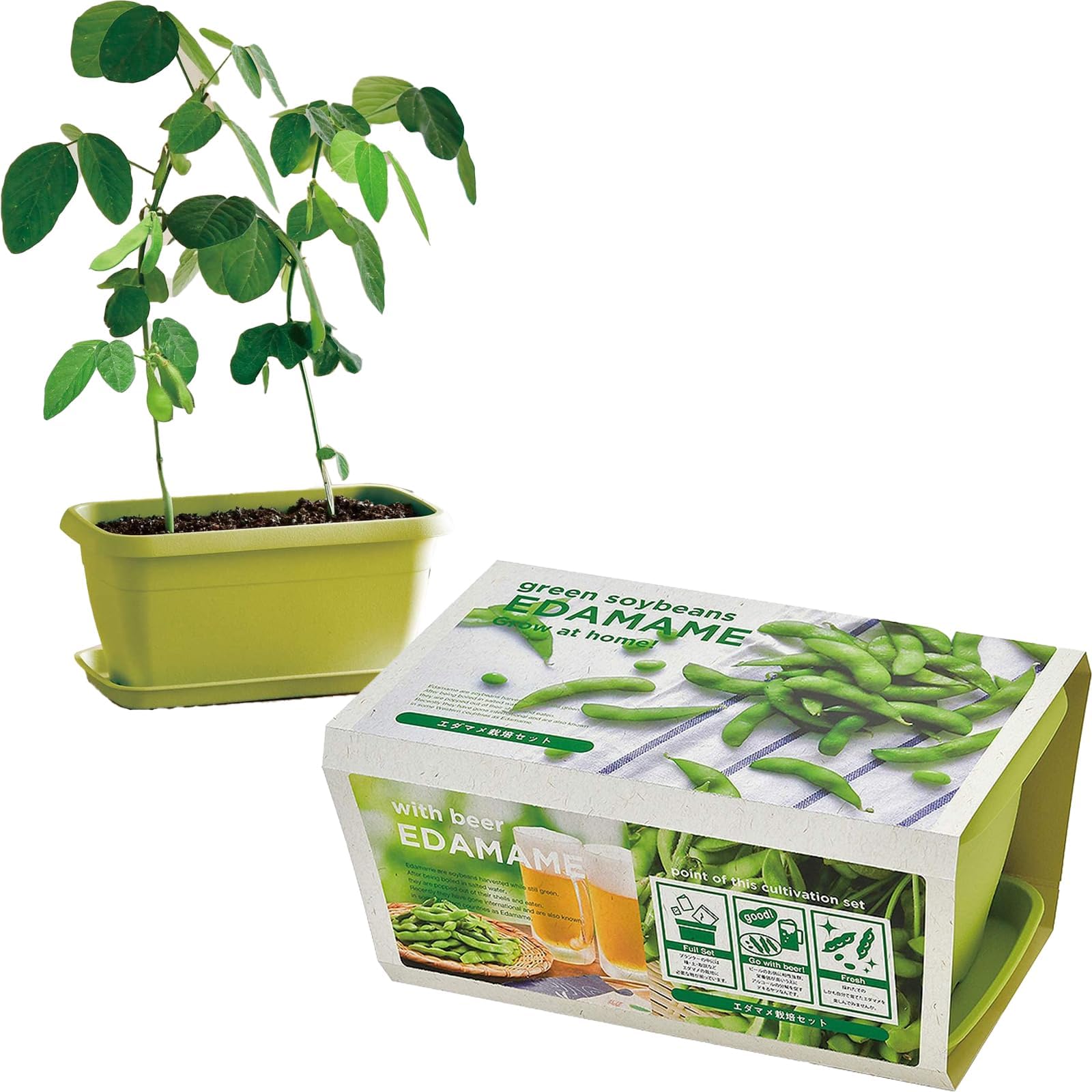 Seishin Ceramics Spring / Autumn Home Garden Easy Cultivation Kit for Growing Edamame Vegetables Cultivation Set (Free Research / Food Education) Pot Approx. 24×15cm ENJOY PLANTER VEGE Mother's Day
