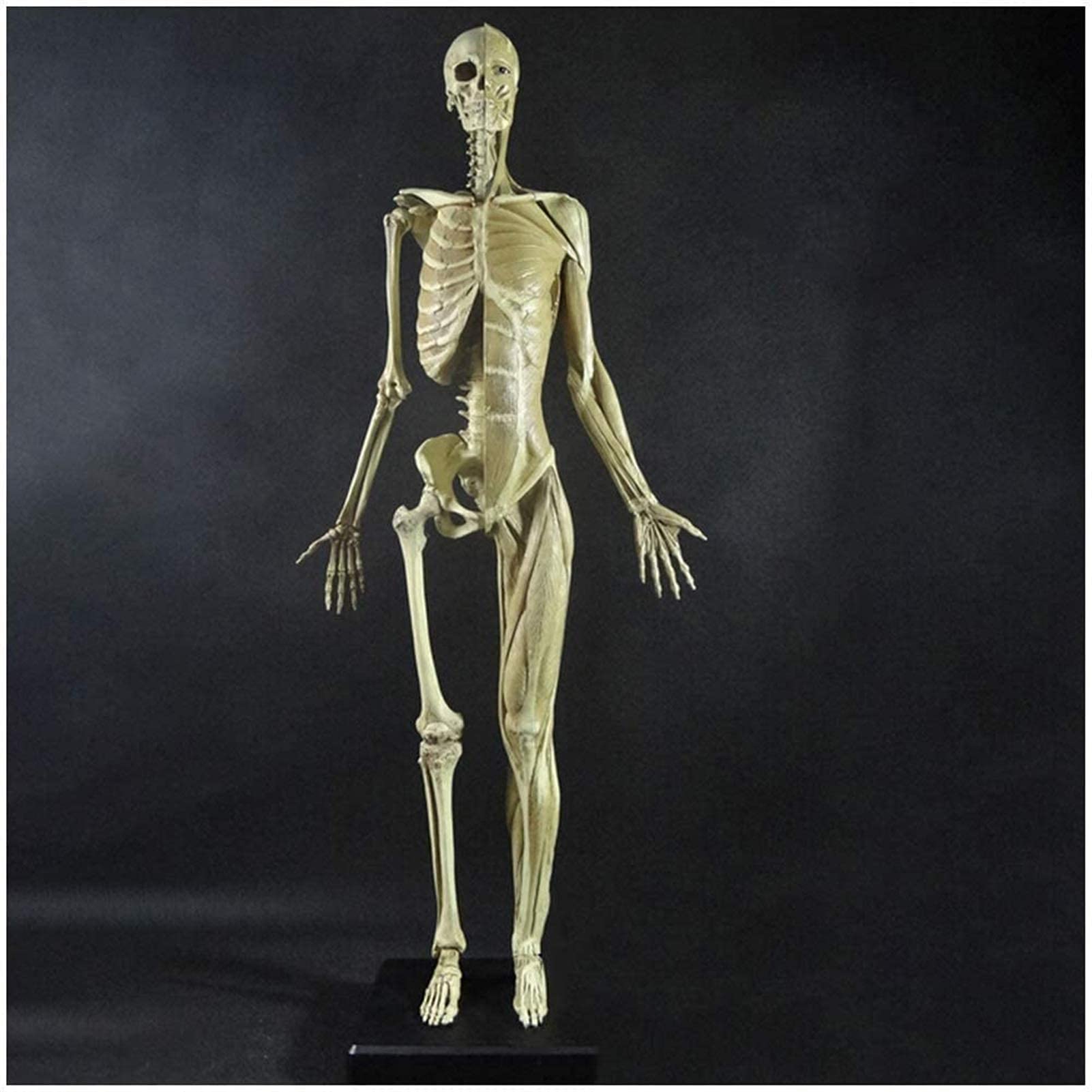 Modèle de Figure Anatomique féminine - Modèle d'os Musculaire Humain Anatomique de 60 cm - Matériau PU Modèle de Peinture Anatomique de Squelette Humain - Compatible avec Le Dessin d'artiste