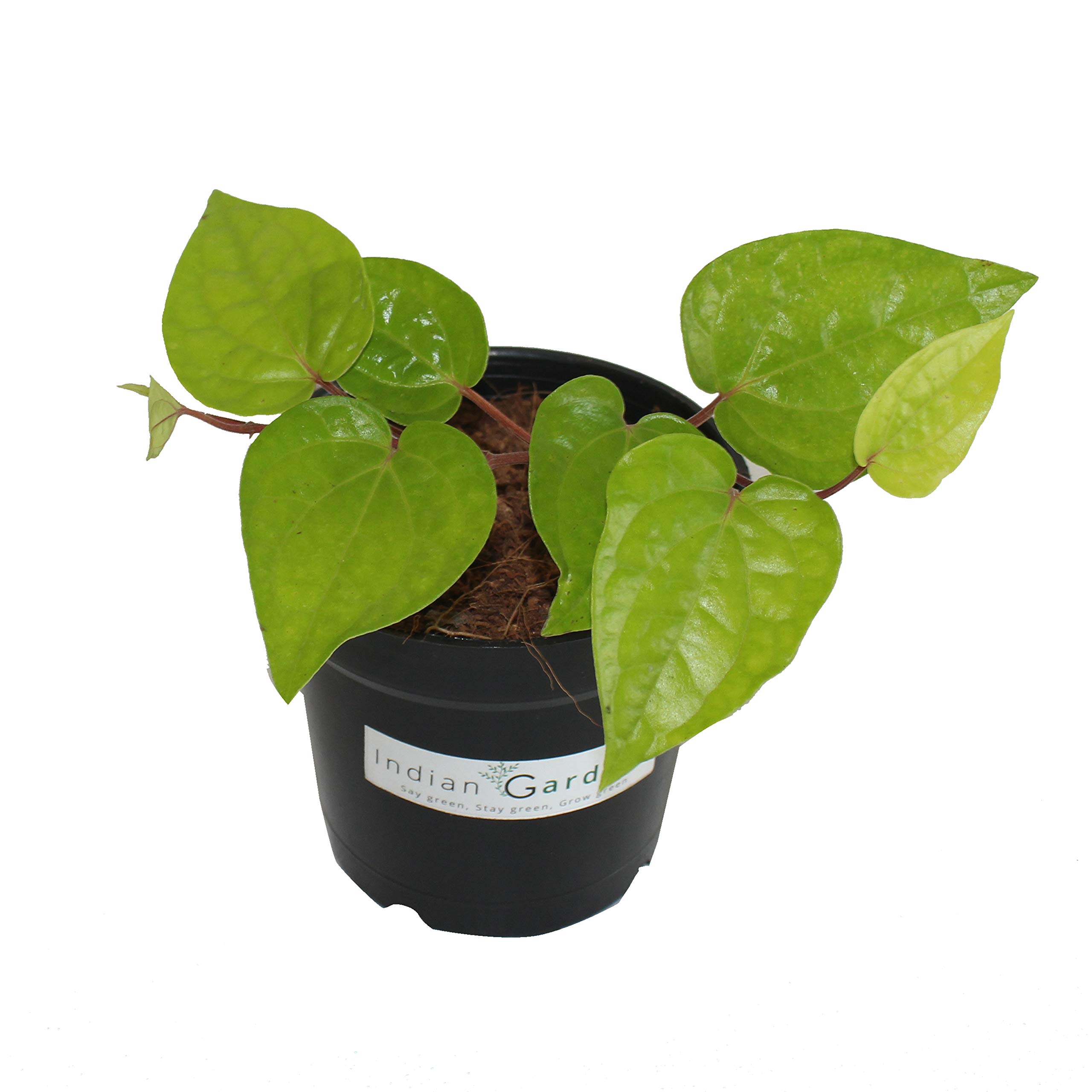 Indian Gardens - Say green, Stay green, Grow green Betel Leaf Plant Magai Paan Live Plant With Pot (4" Pot) (B08WC98ZHC) Amazon Price History, Amazon Price Tracker