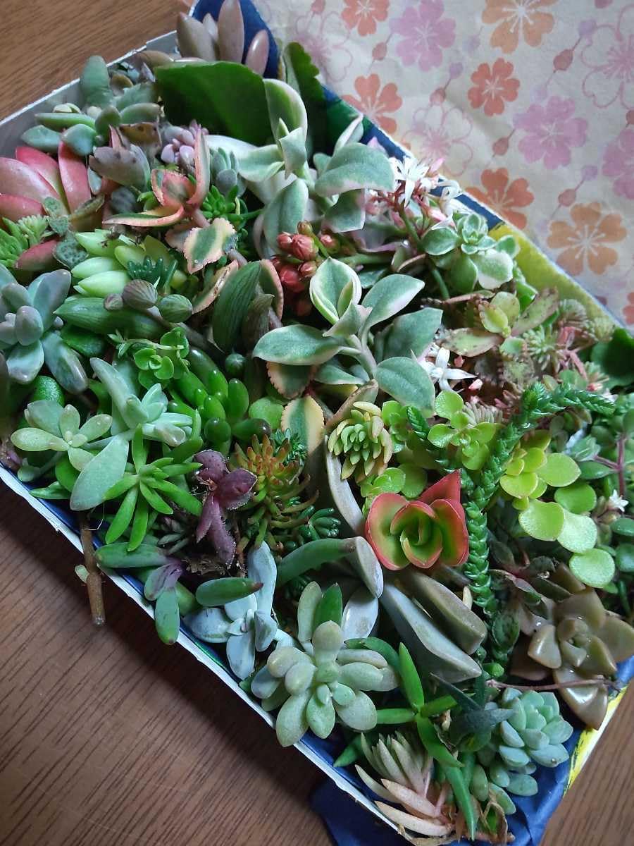 多肉植物カット苗 箱にいっぱい! 25種類 2箱セット 多肉植物カット苗 箱にいっぱい! 25種類 2箱セット