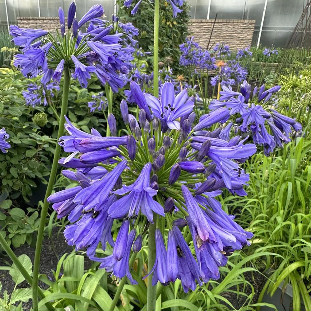 agapanto agapanthus - temprana de invierno 5bulbos