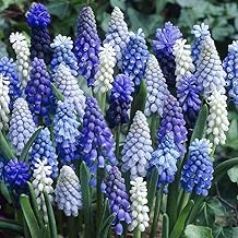 UK Stockist. 50 Muscari Mixed (Grape Hyacinth) Bulbs Blue, White & Two-Tone Blue Fragrant Spring Garden Perennial