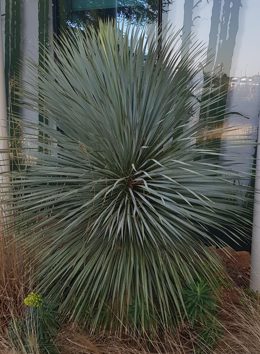 Yucca rostrata 'Sapphire Skies' en conteneur de 2 à 2.9 litres pour jardin sec
