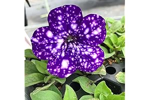 CHUXAY GARDEN Firefly Petunia Glow In The Dark Plants: Enhance Your Landscape with Celestial Blooms