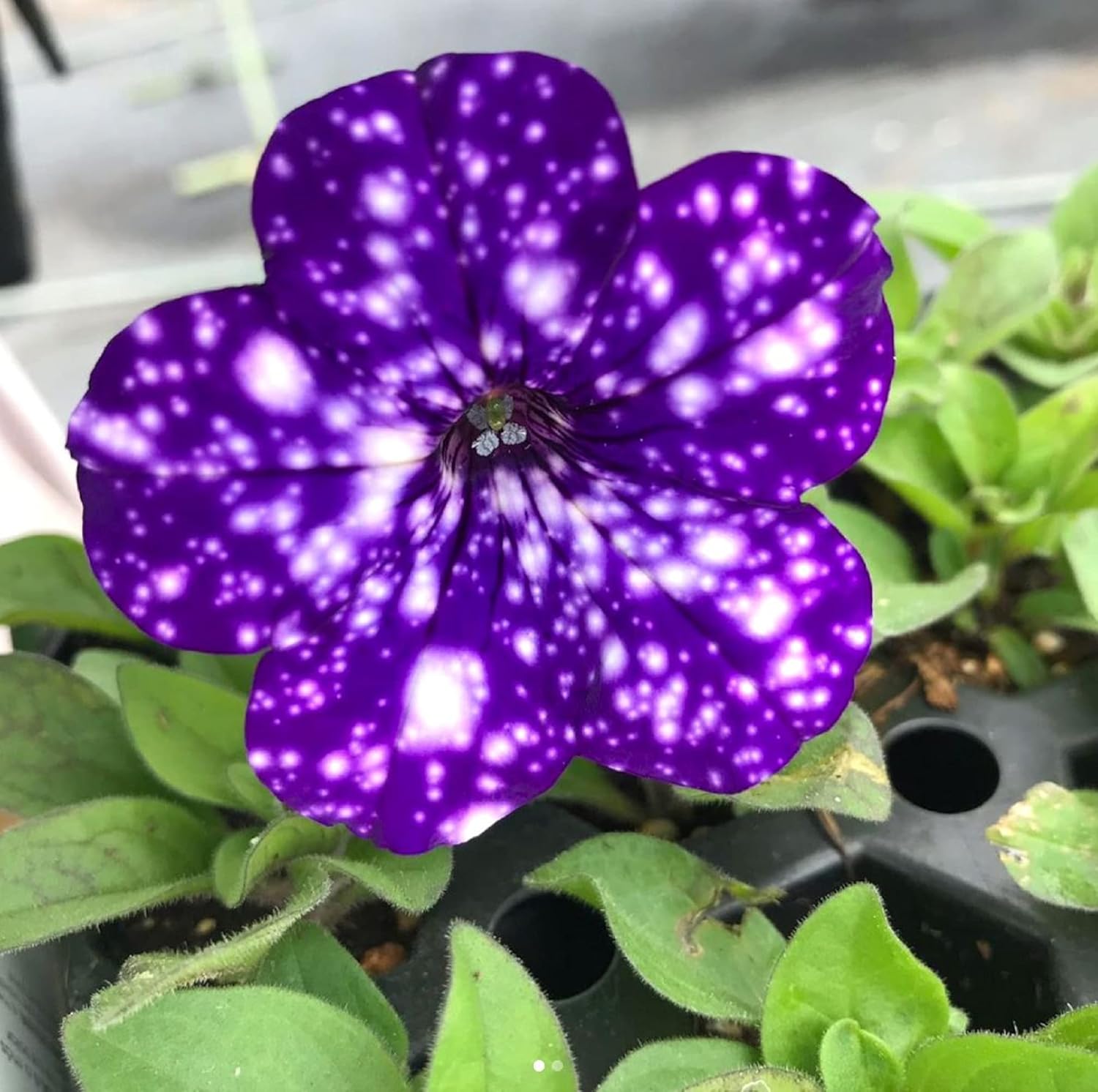 CHUXAY GARDEN Night Sky Petunia Seed 200 Seeds Starry Sky Petunia Flower Ornamental
