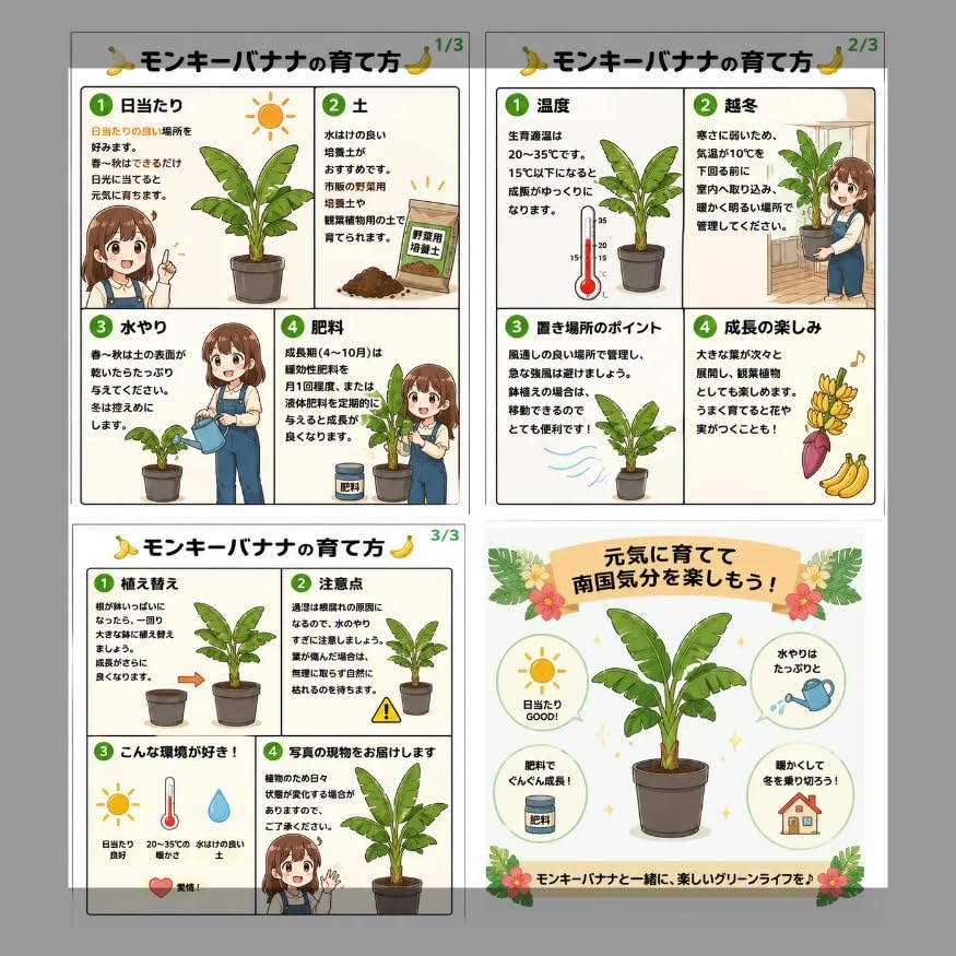 Amazon.co.jp: 北海道育ちのモンキーバナナ苗 MSサイズ 三尺モンキー