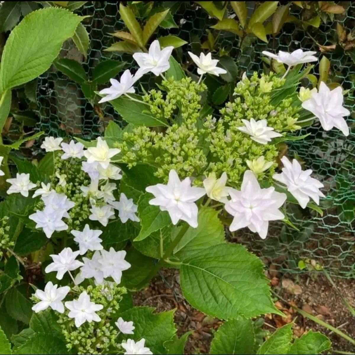 Amazon.co.jp: 隅田の花火の苗 紫陽花の苗 挿し木用挿し穂 : DIY・工具