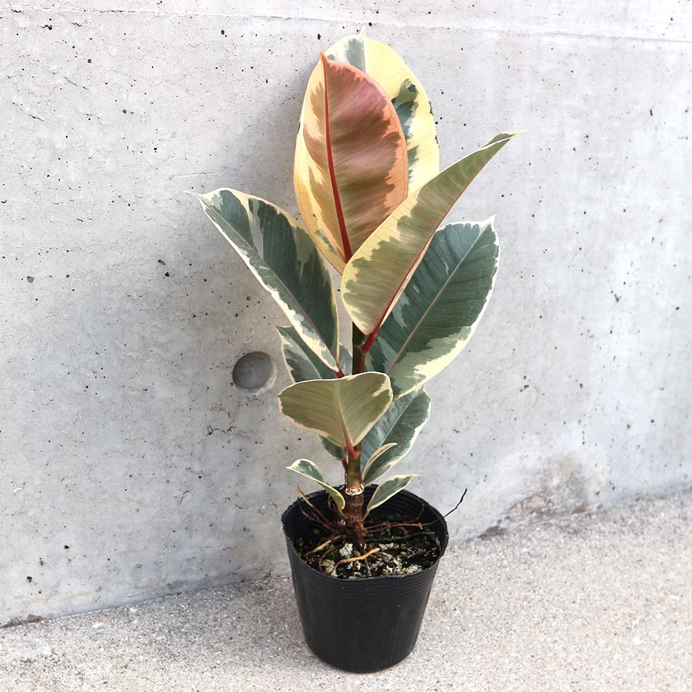 フィカス・ティネケ　ゴムの木　美斑入り　大株リビングやオフィス向きサイズ フィカス・ティネケ(ティネケゴム)ゴムの木の仲間 斑入り【観葉