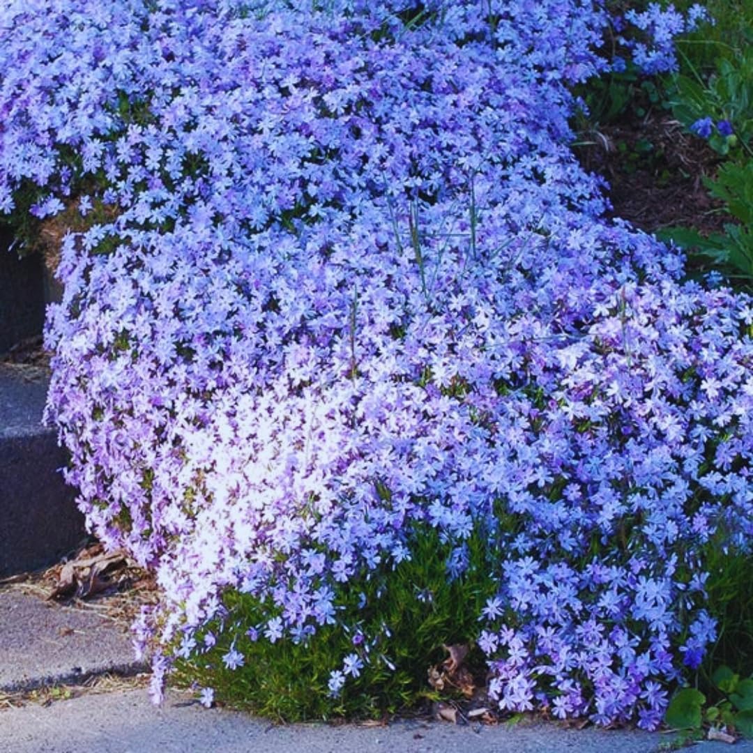 Blue Creeping Phlox Plant Live in Pot, Perennial Growing, Size 3-6" in Tall Groundcover Spring Blooms