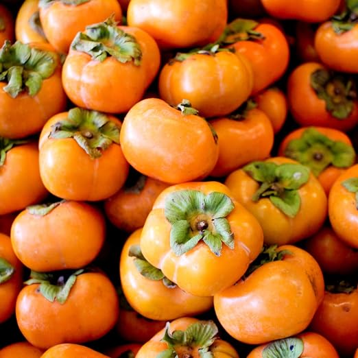 AKTRD Persimmon Tree