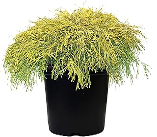 Chamaecyparis p. f. 'Aurea' (Gold Thread Cypress) Evergreen, Yellow Foli...